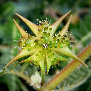 Tribulus-Terrestris