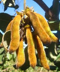 mucuna-pruriens