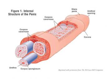 penisanatomy